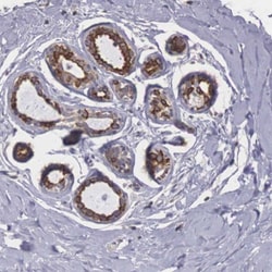P311 Antibody, Novus Biologicals 0.1mL; Unlabeled:Antibodies, Polyclonal